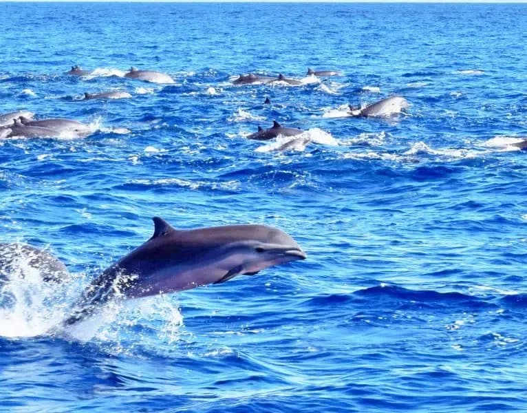 Pod of dolphins in Caribbean waters