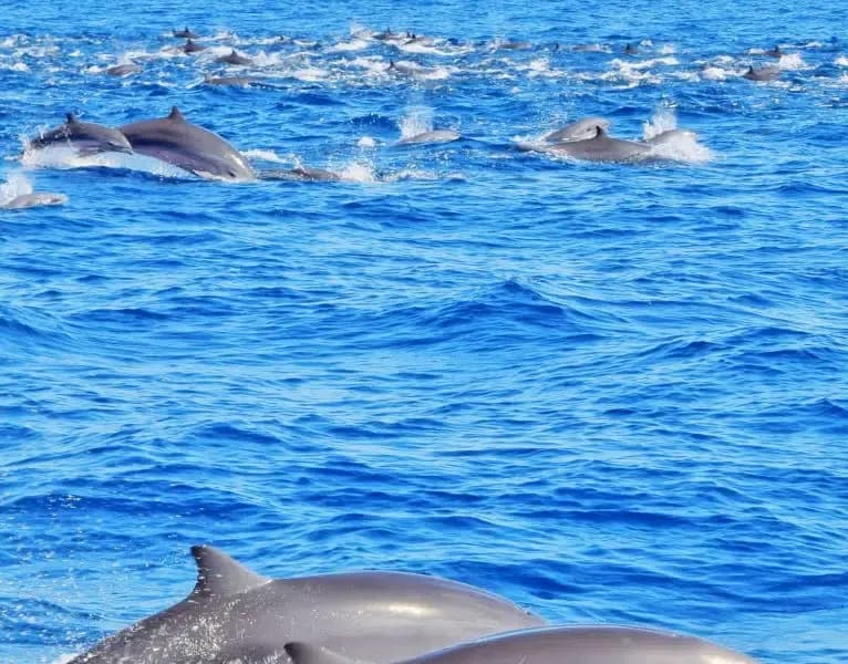 Dolphin at golden hour on the water