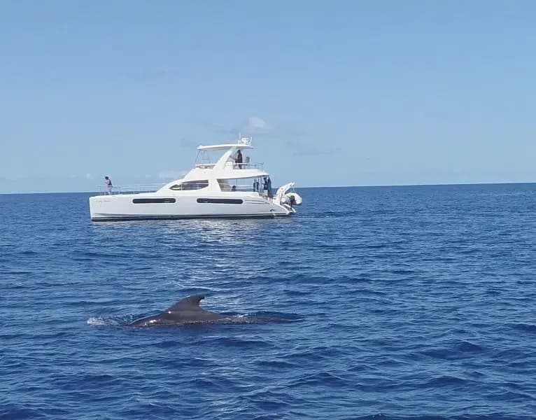 Spinner dolphins leaping clear of the water