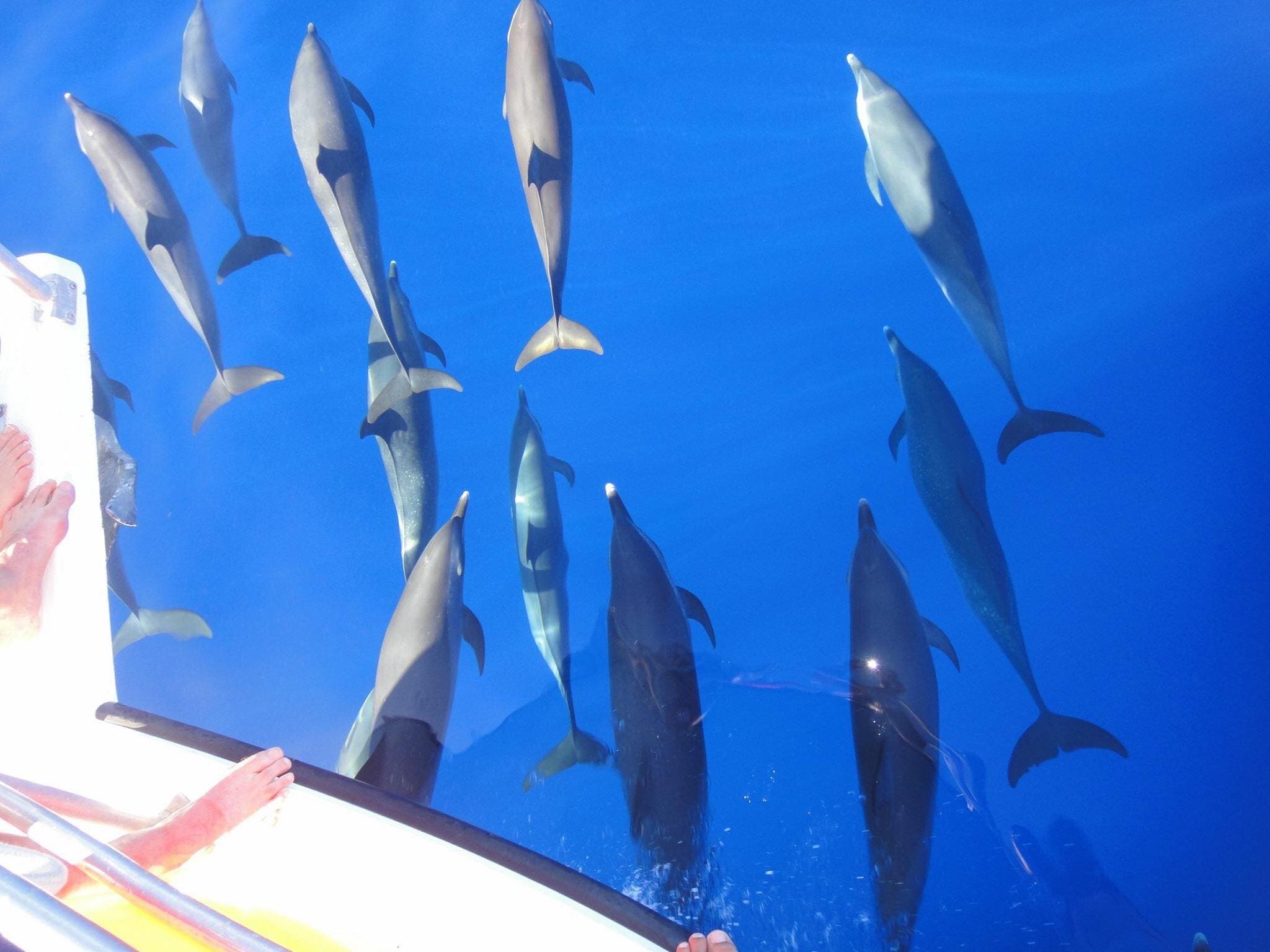 Pod of dolphins swimming beside a Hackshaw's boat in Saint Lucia