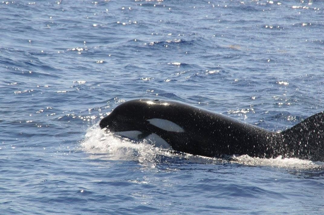 Orca surfacing near Saint Lucia