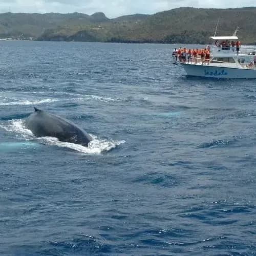 Sperm whale at the surface