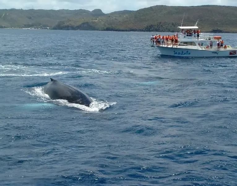 Pilot whales traveling together