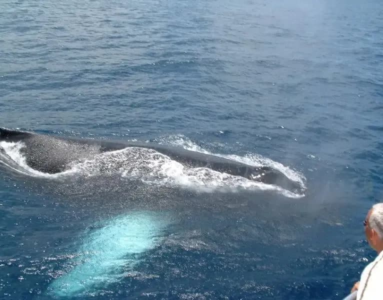 Humpback whale in open water
